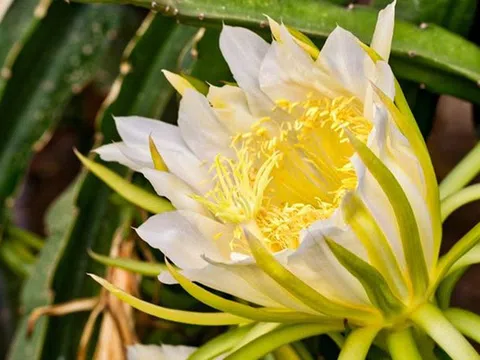 Đừng chỉ ăn quả, hoa loại cây này được dùng làm món ăn, vị thuốc "quý" ít ai hay