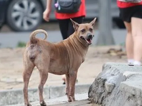 Chó nghi bị mắc bệnh dại tấn công nhiều người ​