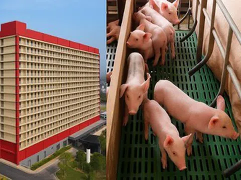 Hà Nội xem xét đề xuất xây dựng tổ hợp chăn nuôi lợn trong nhà cao tầng