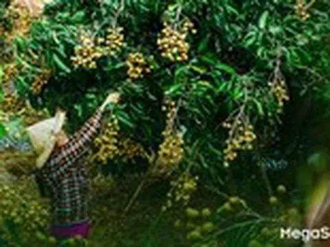 Từ những mùa trái ngọt: Đồng Tháp và hành trình nâng tầm giá trị cho ngành hàng trái cây
