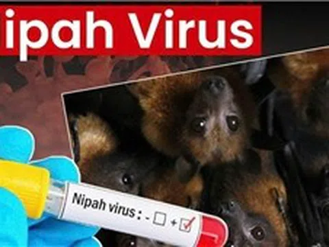 Ấn Độ ghi nhận ca nhiễm virus Nipah tại Kerala