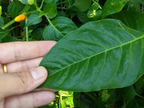 Đừng chỉ ăn quả, lá loại cây này quý như "nhân sâm người nghèo", mọc đầy ở quê nhưng ít ai biết