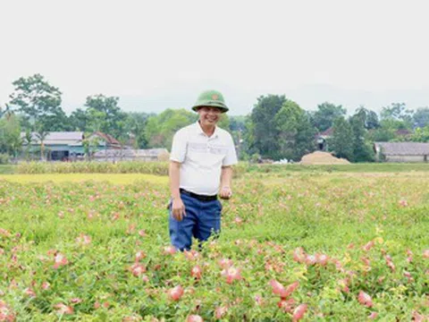 "Dược liệu quý” bén rễ trên đất cằn, nông dân Hà Tĩnh thu 20 triệu đồng/sào