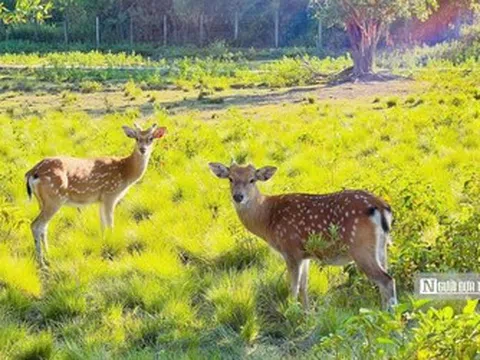 Vườn Quốc gia Kon Ka Kinh, "nóc nhà của Gia Lai" mở cửa đón khách