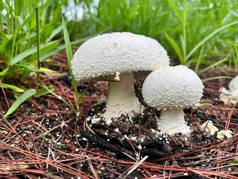 Hái cây "lạ" đẹp mắt về ăn, người đàn ông tử vong