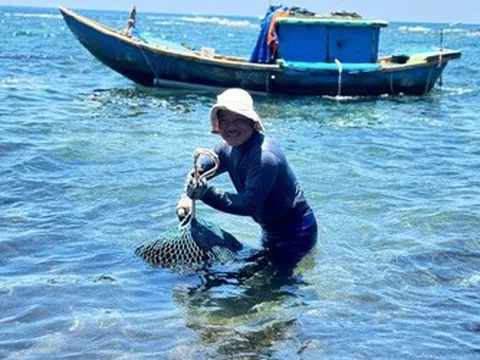Ngư dân Quảng Ngãi vào mùa săn "nhân sâm biển"