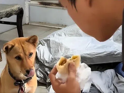 Mang theo chú chó nhỏ, nam sinh nghèo ngày làm 10 tiếng, đêm ngủ gầm cầu để tích góp tiền nhập học