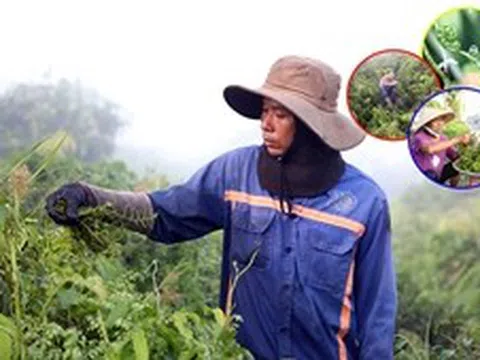 Nhọc nhằn nghề hái rau đọt choại vùng ven TP Hồ Chí Minh