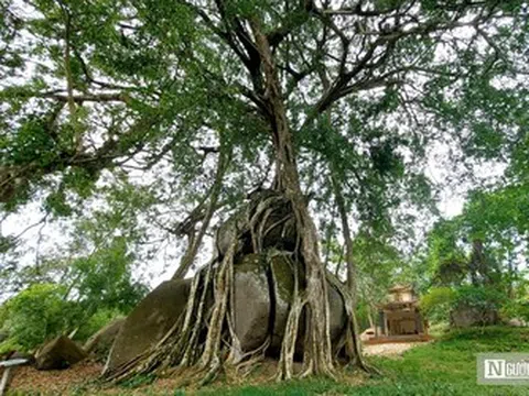 Cận cảnh cây sanh di sản nghìn tuổi ôm đá thế ‘mâm xôi con gà’ độc nhất vô nhị ở Nghệ An
