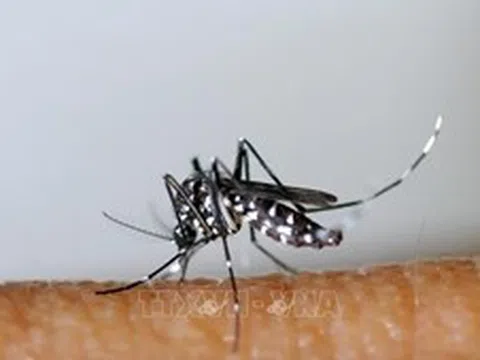 Đi trước một bước trong kiểm soát sốt xuất huyết