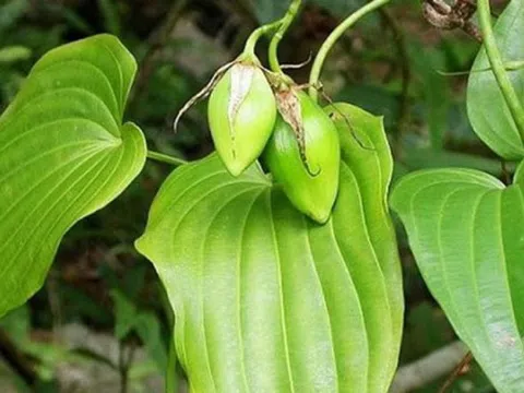 Loại cây mọc dại được ví quý "như sâm người nghèo", giúp bổ phổi, giảm ho nhưng ít người biết đến