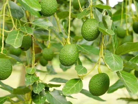 Loại quả được đánh giá "tốt nhất thế giới", ở Việt Nam hễ ra chợ là thấy