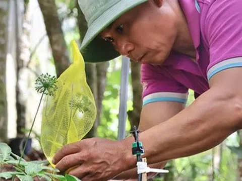 Giữa đại ngàn Ngọc Linh, từng chùm hạt sâm được "mặc áo giáp" chờ ngày thu hoạch