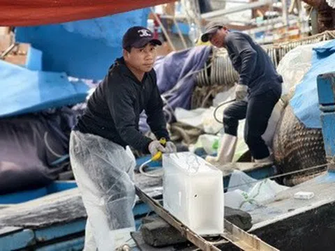 Giá dầu giảm, ngư dân Quảng Ngãi mạnh dạn vươn khơi
