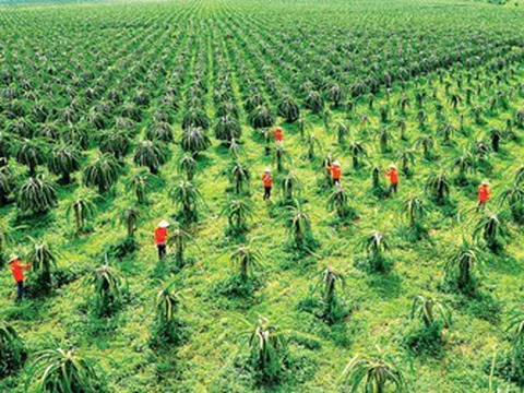 Thanh long Lâm Đồng vào vụ, giá lao dốc: Nhà vườn chỉ còn "lời tiền công"