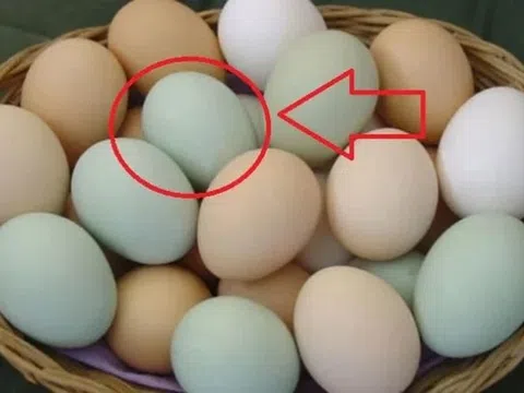 Sự thật về trứng vịt vỏ xanh và vỏ trắng không phải ai cũng biết