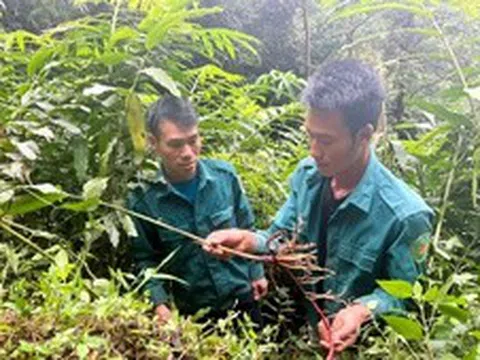 Phát triển kinh tế dưới tán rừng tạo sinh kế cho người dân