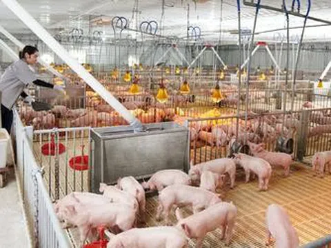 Lợi nhuận quý II/2026 của Dabaco lao dốc