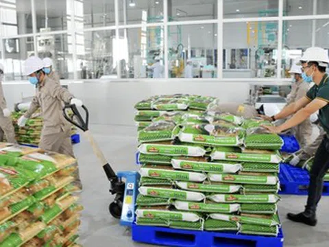 Doanh thu quý II của Vinaseed giảm gần 25%, hàng tồn kho vượt 1.000 tỷ đồng
