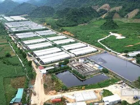 Vụ 5 công nhân tử vong ở trại lợn: 3 công ty chăn nuôi tại xã đều vi phạm về môi trường