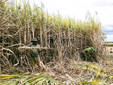 Vụ mía 2024 cận kề, người dân trồng mía khốn khổ không đưa được 'mía cây' về nước