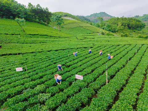 Vùng chè Thái Nguyên nâng chất, xây dựng thương hiệu