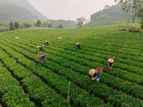Làn gió mới cho vùng chè Thái Nguyên