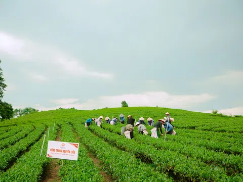 Thái Nguyên: Người dân trồng chè ở La Bằng với niềm vui an cư