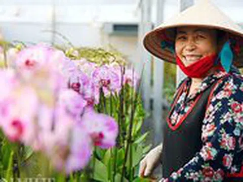 Bỏ Trung Quốc về Việt Nam: Ông trùm lan hồ điệp thu chục tỷ mỗi năm