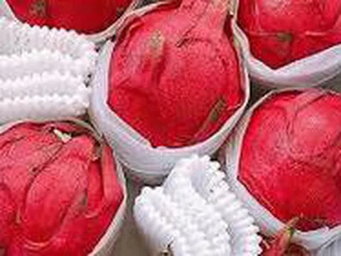 Thực hư thanh long ruột đỏ Đài Loan 500.000 đồng/kg