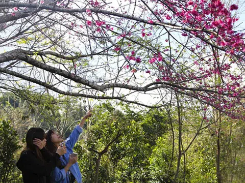 Bừng sắc hoa Anh Đào tại Điện Biên