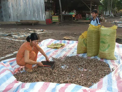 Giá điều chỉ bằng phân nửa  so với cùng kỳ năm ngoái