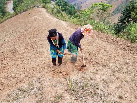 Gần 400 ha hoa màu của người dân tại Điện Biên bị thiệt hại do nắng nóng kéo dài