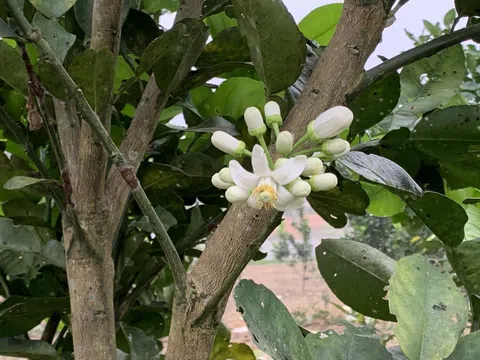 Rộn ràng tết vùng quê